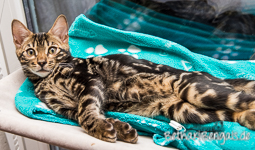 marbled Bengal